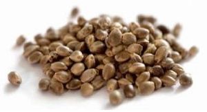 Organic Hempiness Seeds - loose