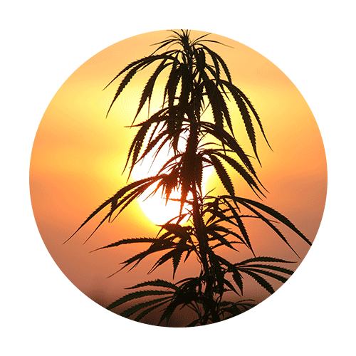A hemp plant at sunset